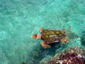 Curacao-Sea-Aquarium-21837