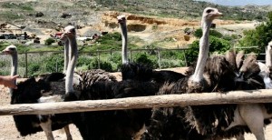 ostrich-farm-aruba