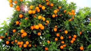 The-Valley-of-the-Oranges-mallorca